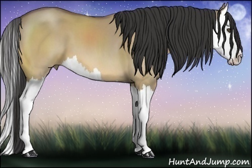 Horse Color:Buckskin Dun Splash 