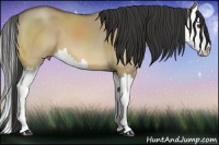 Horse Color:Buckskin Dun Splash 
