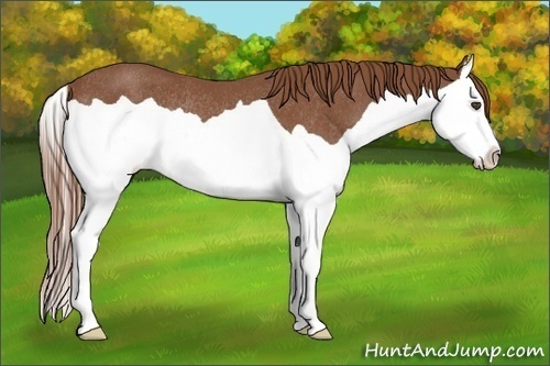 Horse Color:Chestnut Splash Rabicano 