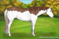 Horse Color:Chestnut Splash Rabicano 