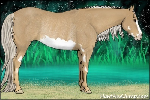 Horse Color:Palomino Splash Frame Rabicano