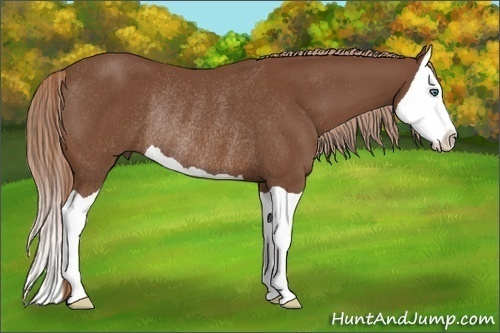 Horse Color:Chestnut Splash Rabicano 