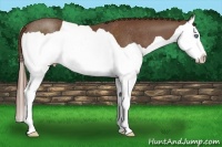 Horse Color:Chestnut Splash Rabicano 