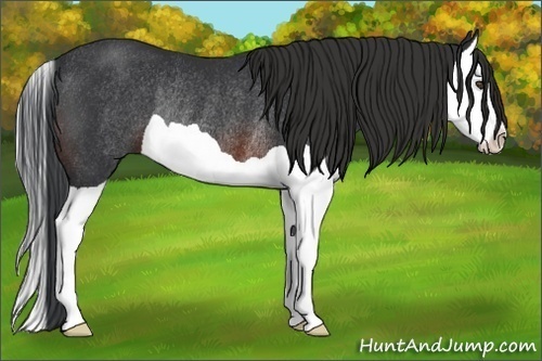 Horse Color:Brown Splash Rabicano 