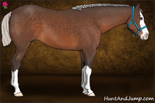 Horse Color:Silver Bay Splash