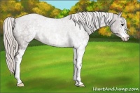 Horse Color:White Spotted Silver Brown Appaloosa Rabicano 