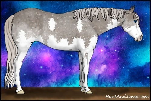Horse Color:Silver Black Splash 