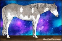 Horse Color:Silver Black Splash