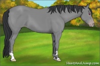 Horse Color:Classic Champagne Chinchilla 
