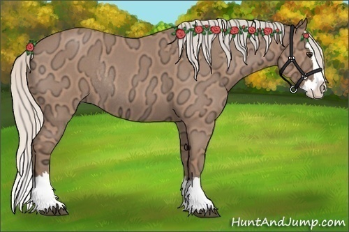 Horse Color:Silver Bay Ice Roan Splash Rabicano 