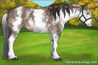 Horse Color:White Spotted Brown Dun Rabicano 