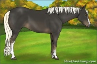 Horse Color:White Spotted Liver Chestnut 