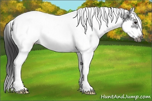 Horse Color:White Spotted Smoky Black Splash Tobiano Frame