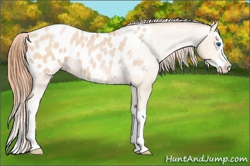 Horse Color:Buckskin Pearl Sabino Splash Appaloosa 