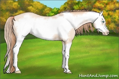 Horse Color:Buckskin Pearl Splash Frame 