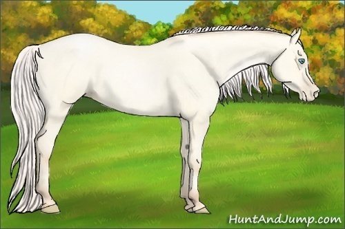 Horse Color:Silver Amber Cream Champagne Roan Pearl Dun 