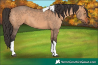 Horse Color:Bay Dun Tobiano Rabicano