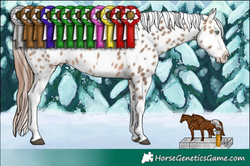 Horse Color:Bay Dun Appaloosa 