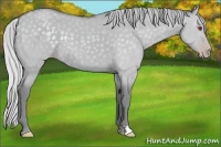 Horse Color:Silver Classic Champagne Chinchilla Dun 