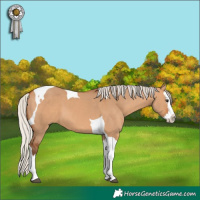 Horse Color:Silver Bay Dun Splash Tobiano 