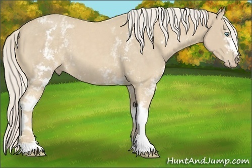 Horse Color:White Spotted Cremello 