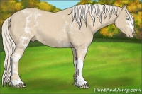 Horse Color:White Spotted Cremello