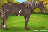 Horse Color:White Spotted Liver Chestnut