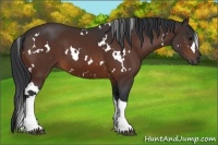 Horse Color:White Spotted Brown 