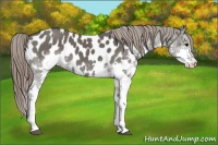 Horse Color:Grullo Splash Appaloosa 