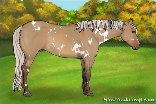 Horse Color:White Spotted Silver Bay Dun 