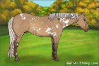 Horse Color:White Spotted Silver Bay Dun