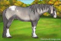Horse Color:Smoky Blue Onyx Appaloosa 