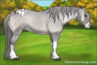 Horse Color:Blue Onyx Appaloosa 