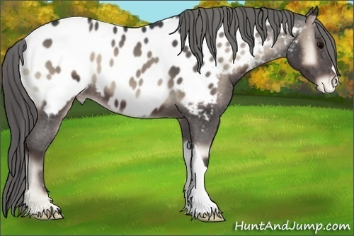 Horse Color:Smoky Blue Onyx Near Leopard