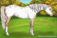 Horse Color:Silver Bay Roan Dun Frame Appaloosa 