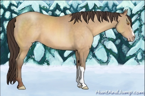 Horse Color:Sable Champagne 