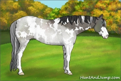 Horse Color:White Spotted Grullo Sabino 