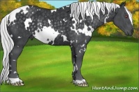 Horse Color:White Spotted Silver Black Chinchilla Rabicano 