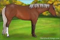 Horse Color:Silver Bay 