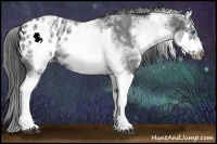 Horse Color:White Spotted Blue Roan Splash Frame Appaloosa