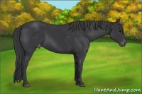 Horse Color:Black Varnish Rabicano 