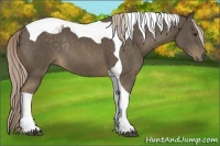 Horse Color:Chocolate Palomino Tobiano Rabicano