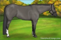 Horse Color:Grullo Tobiano