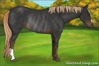 Horse Color:Liver Chestnut Rabicano 