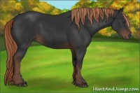 Horse Color:Liver Chestnut Rabicano