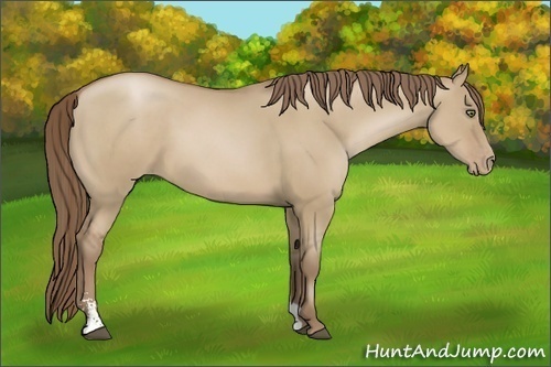 Horse Color:Unknown 