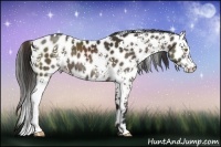 Horse Color:White Spotted Liver Chestnut Appaloosa Rabicano 