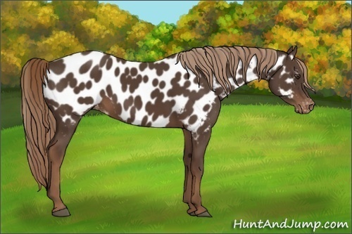 Horse Color:Liver Chestnut Appaloosa Rabicano 