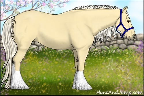 Horse Color:Palomino Dun