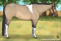 Horse Color:Buckskin Roan Dun Tobiano